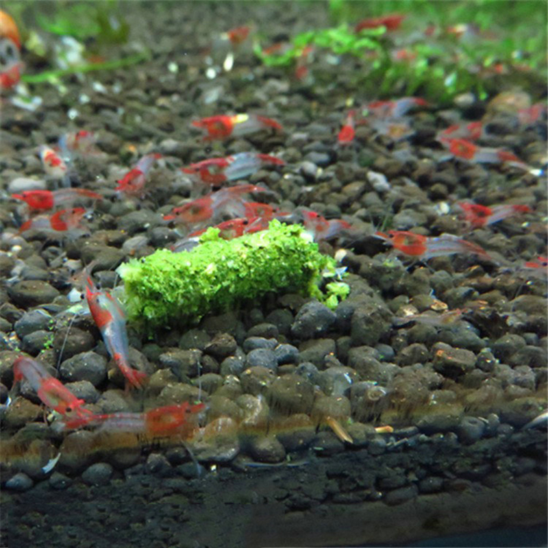 New 1 Bag 35g Crystal Red Shri - Aquarium Fish Holiday Food review and price