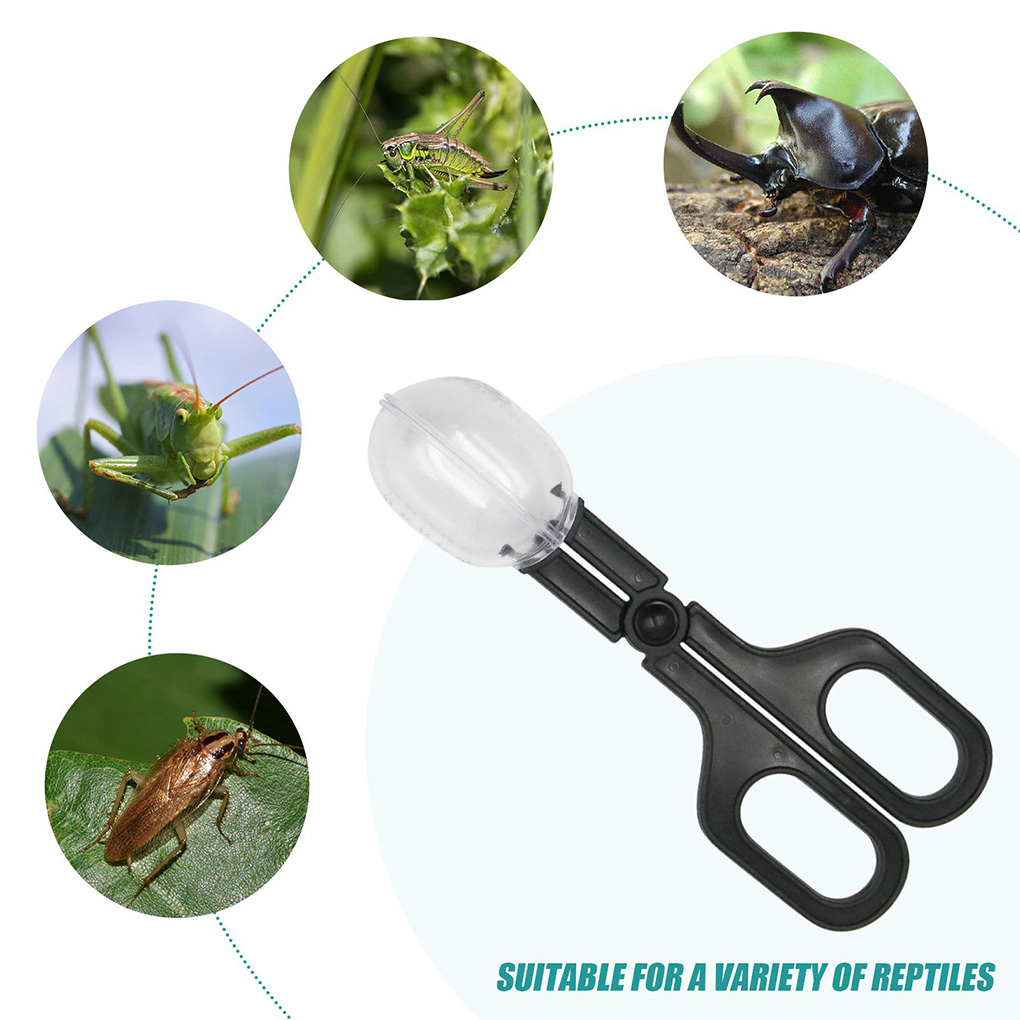 Portable Transparent Insect Ca - Aquarium Fish For Beginners review and price